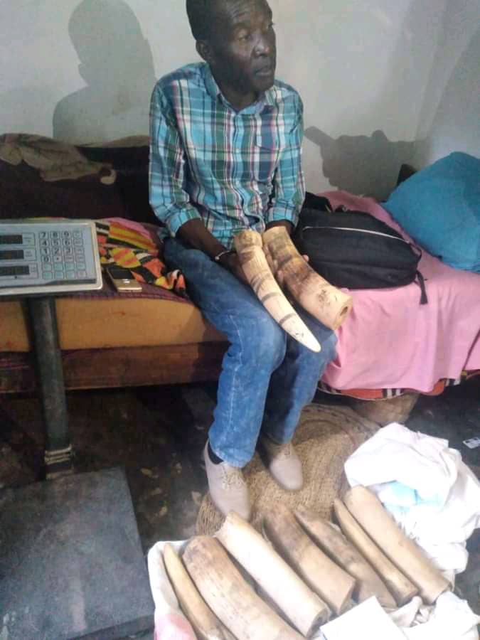 Mangochi man arrested for raw Ivory possession