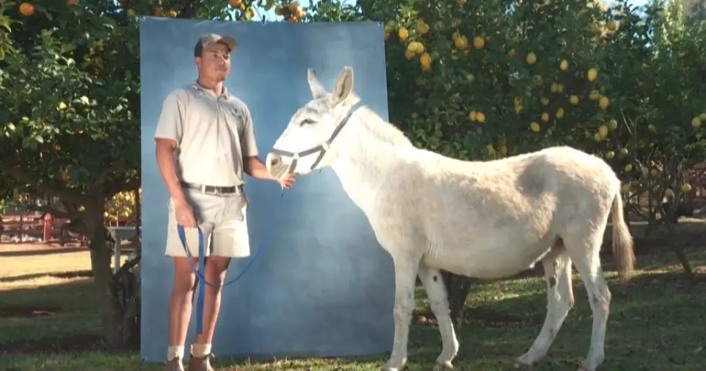 Donkeys are South Africa’s latest hot export to China