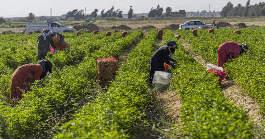 Egyptian small-scale farmers struggle to survive