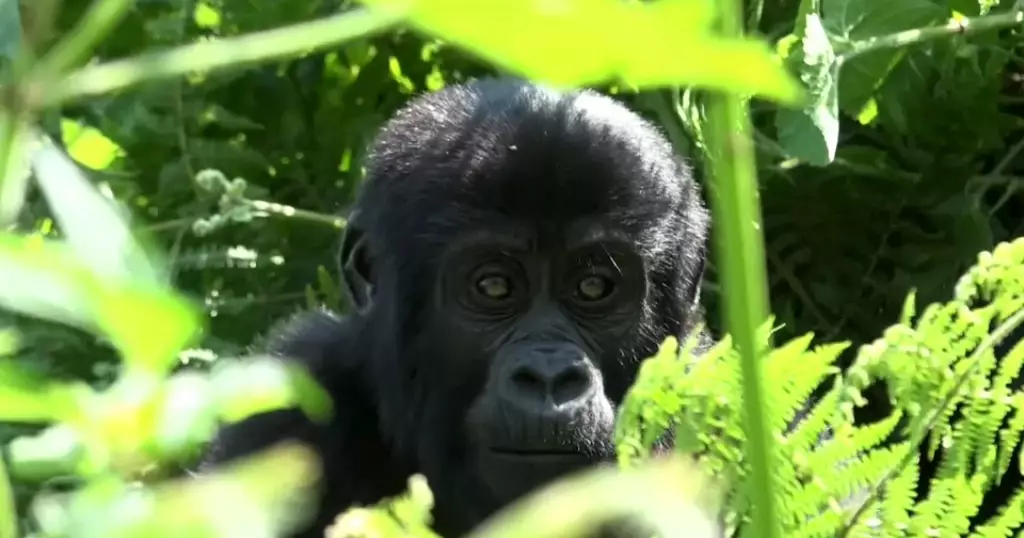 Meet the mountain gorillas living in Uganda’s Bwindi forest