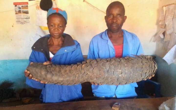 Dedza couple jailed 7 years over pangolin possession