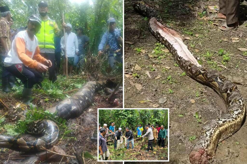 Indonesian woman found dead inside monster python after missing for days