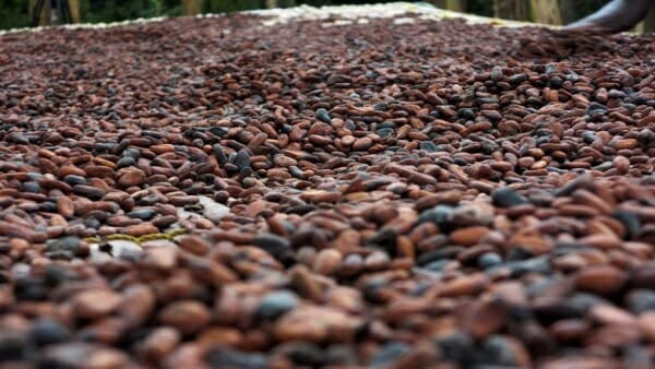 Ten countries commit to sustainable commodities in Africa