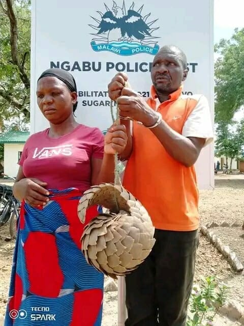 Chikwawa couple arrested over illegal pangolin possession