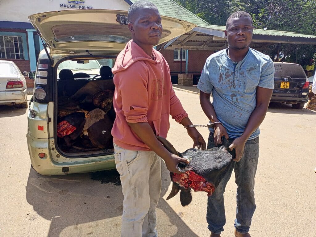 Two Lilongwe cattle rustlers arrested for killing watchman