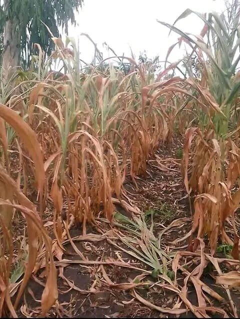 Environmental Close-Up on Sunday: How should Malawian farmers prepare for impending El Niño