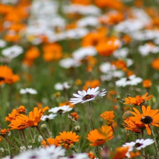 A Blooming Perfect Way To View South Africa’s Spring Wild Flower Spectacle