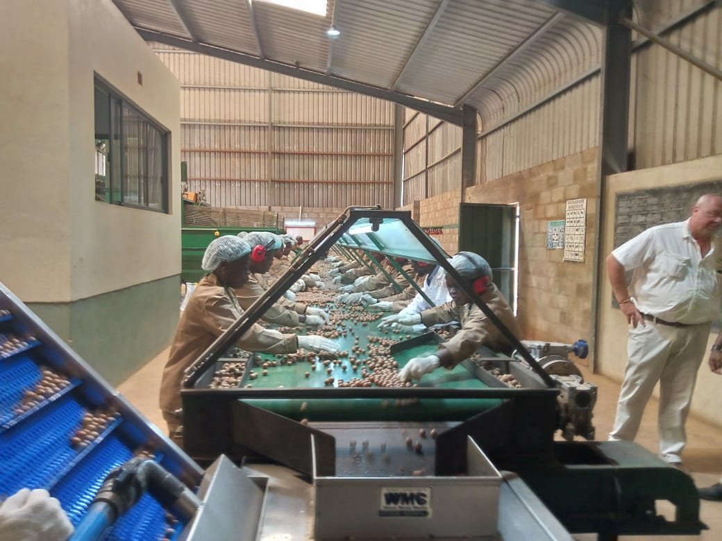 Old mutual-Gala Macadamia farm’s venture creates 2,000 jobs for Namitete communities