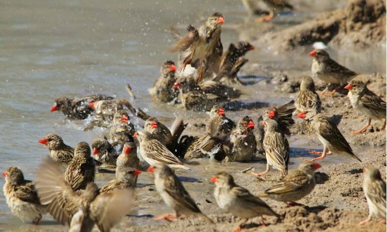 Tanzania mercilessly kills five million quelea birds to save rice fields