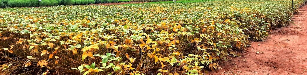 Agriculture Ministry earmarks Paramount Holdings for Mega farms’ soya beans