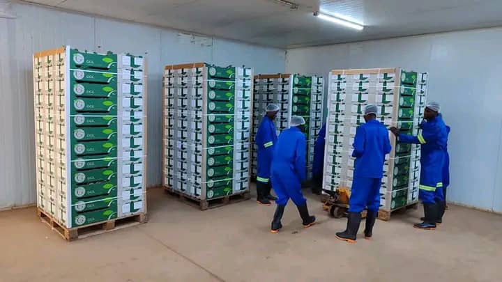 Greenbelt Greenhouse’ bell pepper rakes in MK109bn from South Africa export market