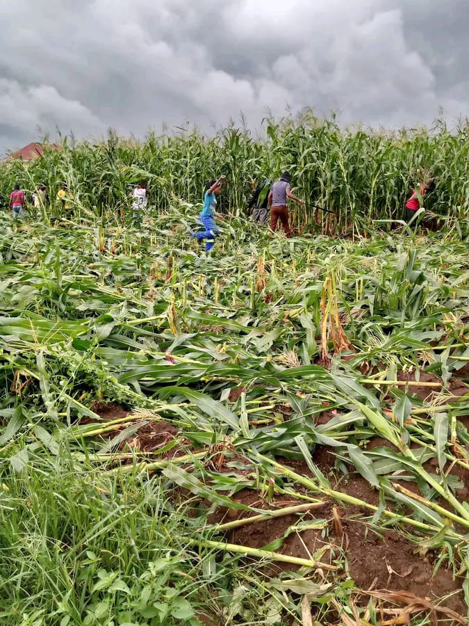 Lilongwe City Council slashes maize crops in prohibited fields amid looming hunger