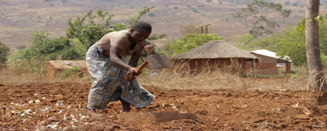 WFP urges global support as Malawi faces looming food crisis triggered by El Niño