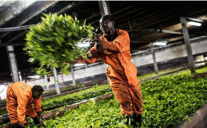 Malawi exports 500 youths to Israel without private agencies involvement
