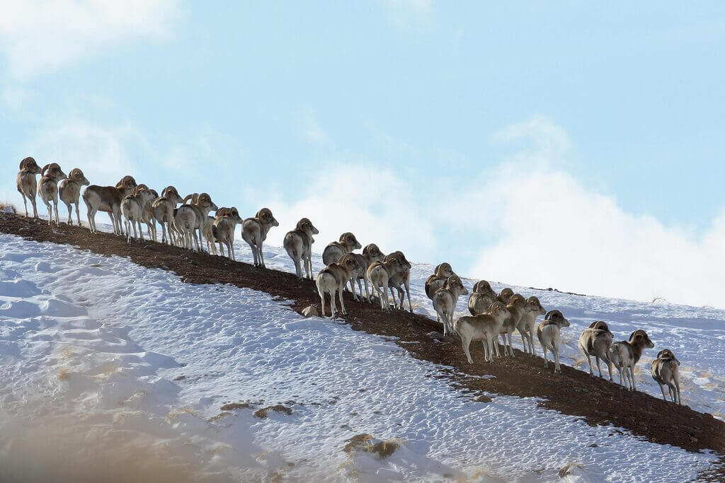 American rancher gets 6 months in prison for creating hybrid sheep for captive hunting