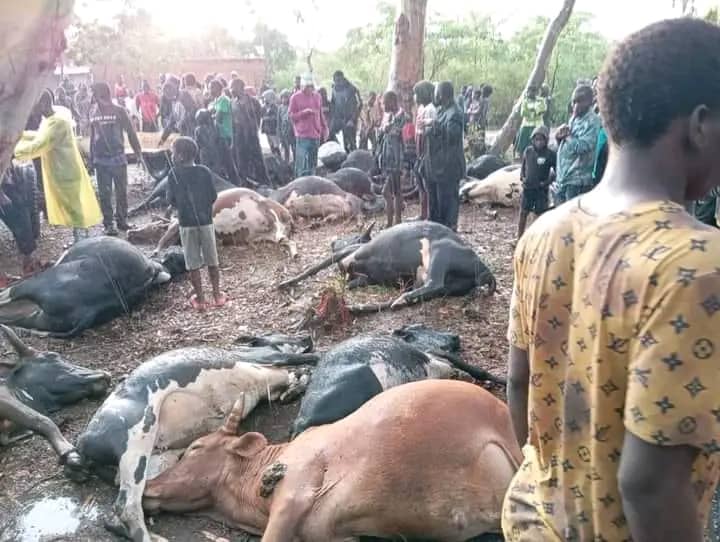Lightning strike kills 34 Cattle in Matimba Village, Mchinji