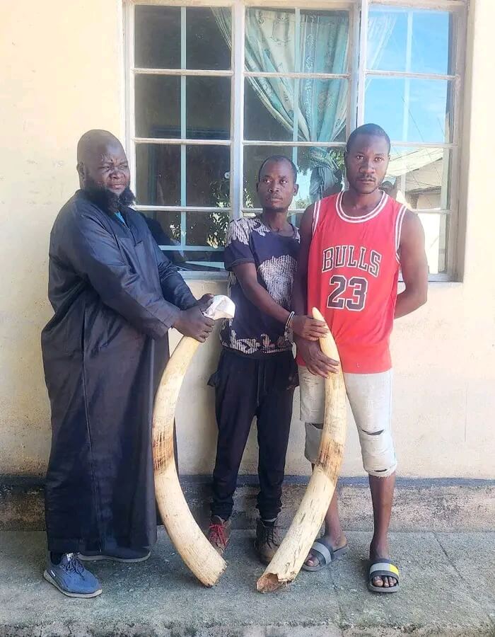 Malawi: Three arrested for possessing raw ivory