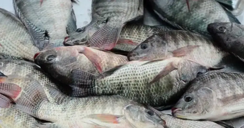 Malawi Chambo
