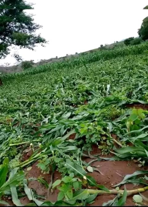 Angry wife slashes entire crop after catching husband cheating