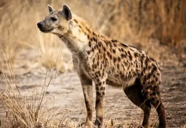 Man killed and mutilated by hyenas in Ntcheu