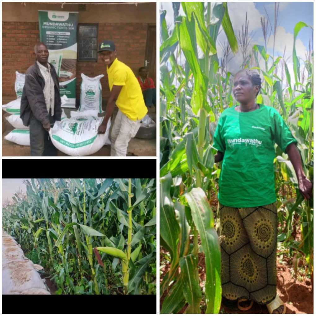 Mundawathu organic fertilizer transforming Malawian farmers for better livelihoods