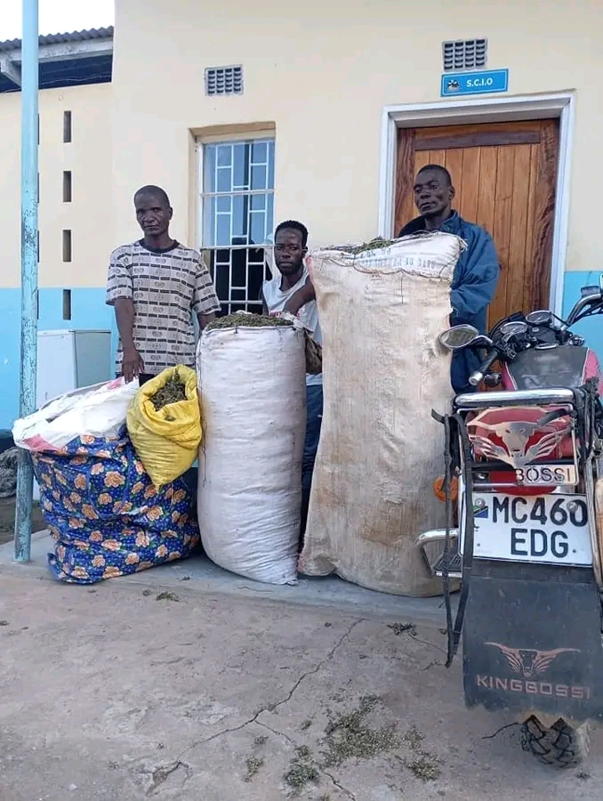 Three arrested for possession of cannabis sativa in Salima