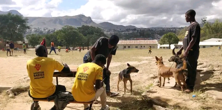 Mission Rabies Malawi to vaccinate over 20,000 dogs in Blantyre