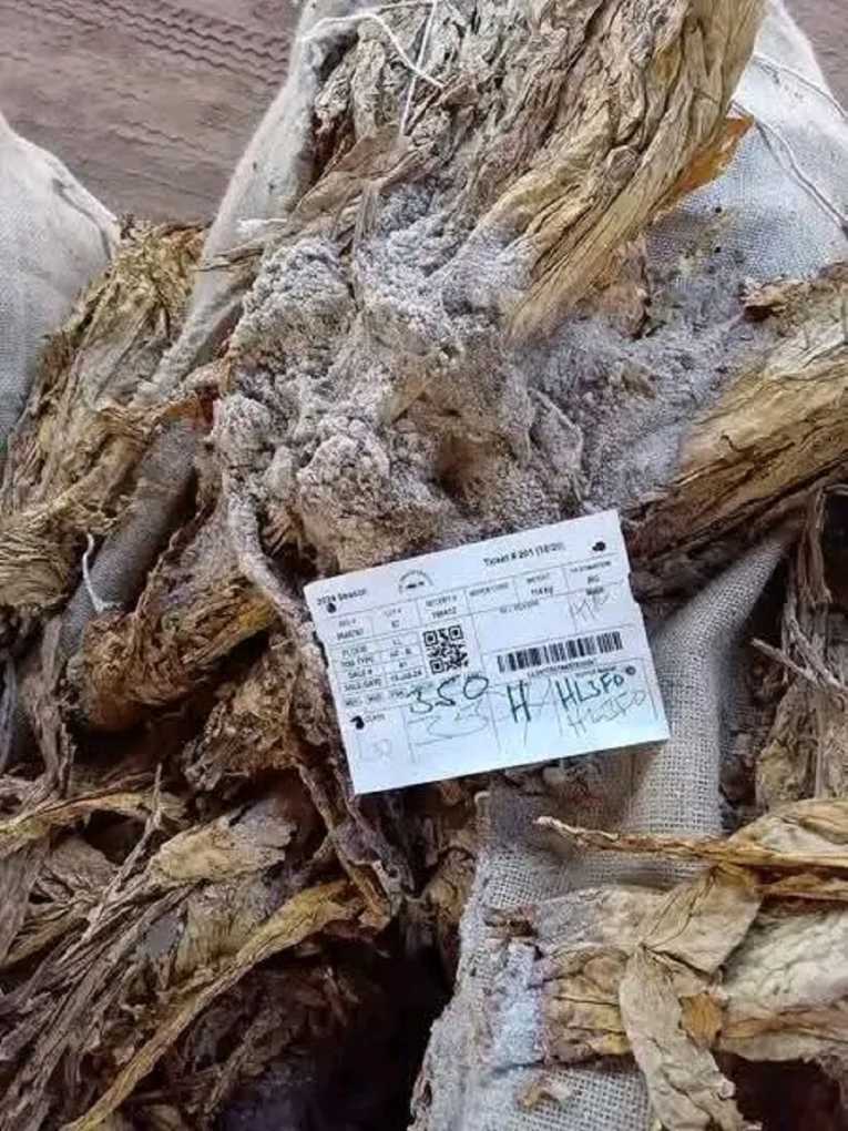 Tobacco Commission cracks down on nesting