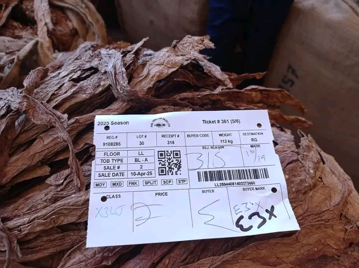Tobacco market continues to thrive as prices soar above $3 per Kilogram
