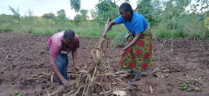 Smallholder Farmers' Productivity