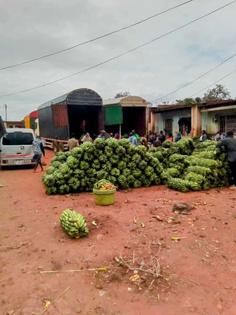 Malawi reopens banana imports: Joy fills Mchesi Market as Tanzanian trucks arrive