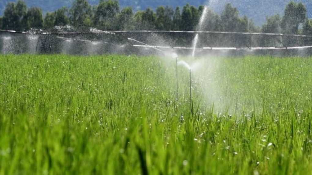 Harnessing water for growth: An in-depth analysis of irrigation farming in Malawi