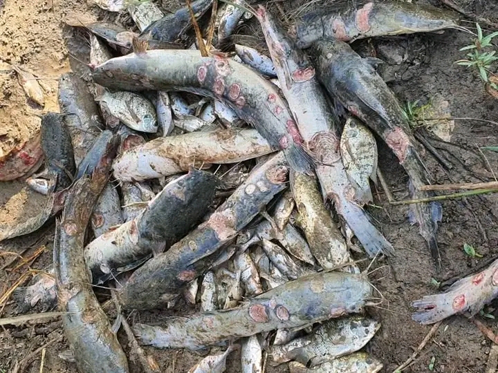 Malawi reports single deadly fish disease