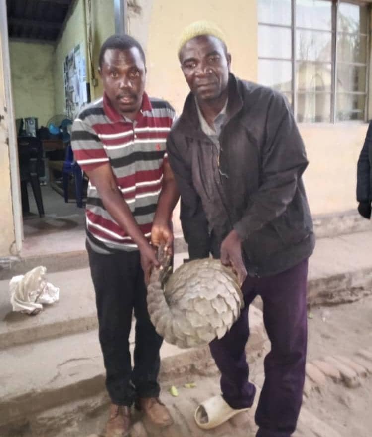 Two Mangochi men jailed six years over Pangolin