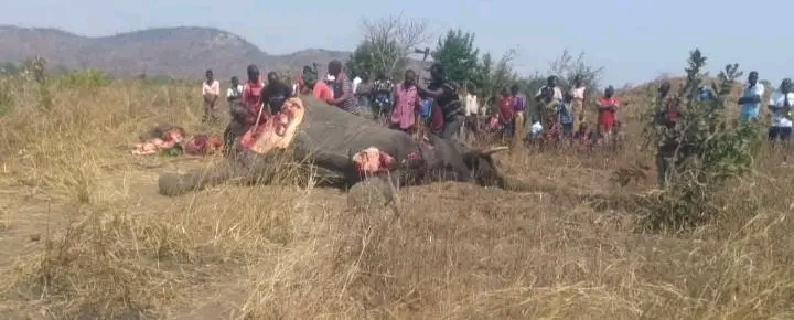 Elephant shot dead at Vwaza wildlife reserve after attacking woman