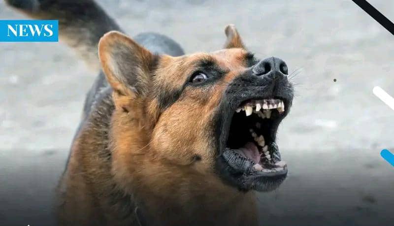 Rabies claims over 50 lives annually in Zambia:, Experts call for mass dog vaccination