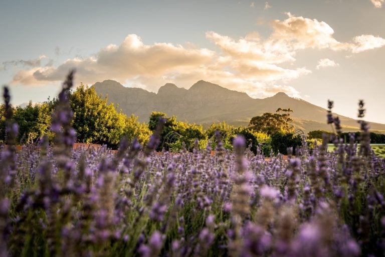 All About Cape Town’s Sustainable Food Workshops