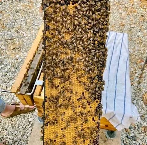 Bees attack claims Mzuzu young boy’s live while playing with friends