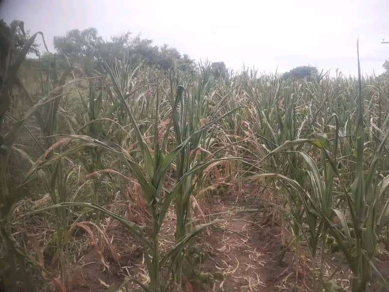 Drought threat looms over Southern Malawi as dry spell persists