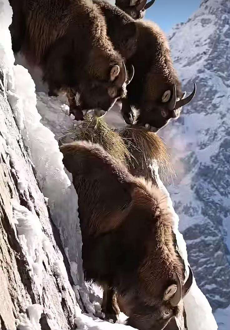 Climbing to great heights: The unstoppable mountain goat