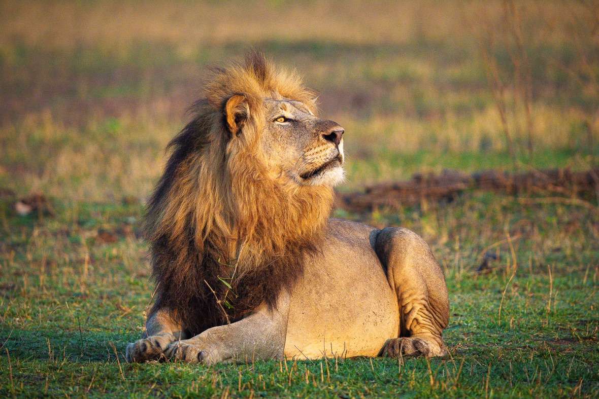 Wild Renewal: Malawi’s Evolving Safari Experience