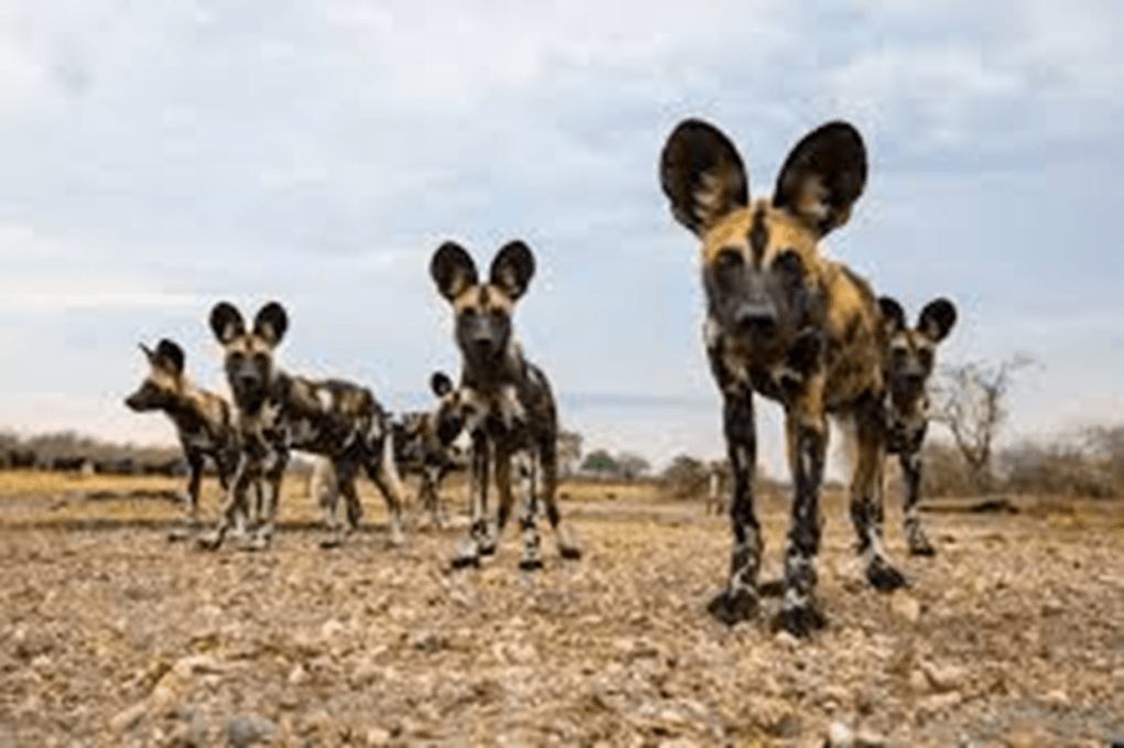 From ‘vermin’ to safari tourism star: African wild dogs’ remarkable comeback