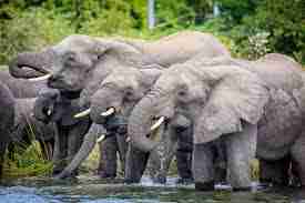 Malawi Elephants