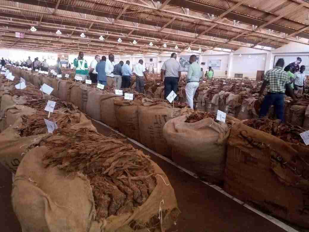 Malawi farmers in distress as tobacco sales opening stumble at Kanengo Auction Floors