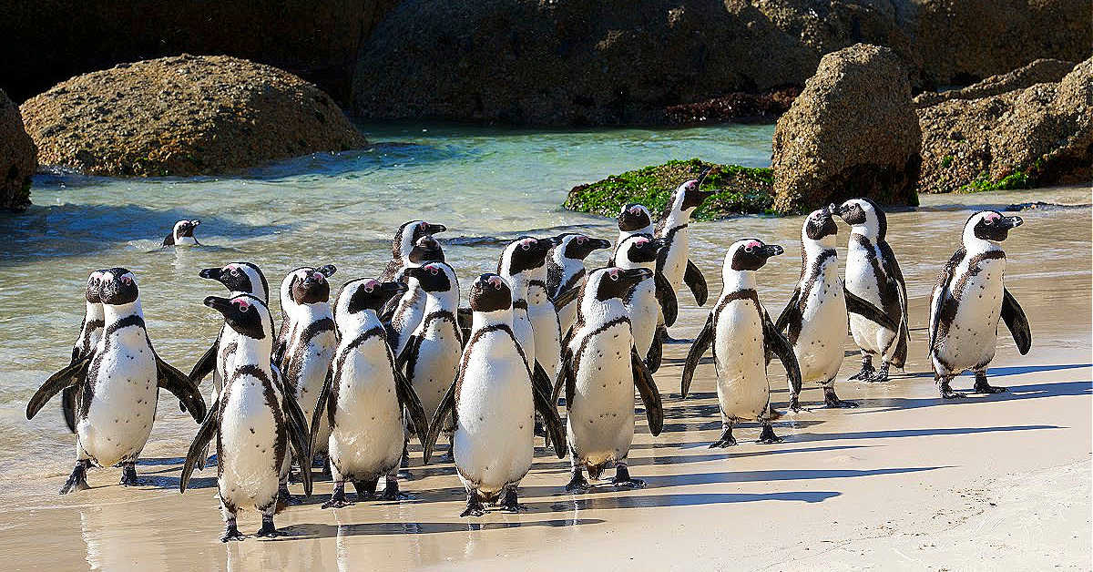 Cape Town’s Famous Penguins Are on the Rise