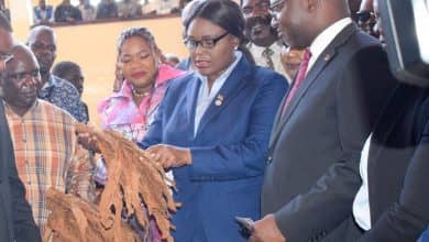2026 Malawi tobacco sales’ revenue drop